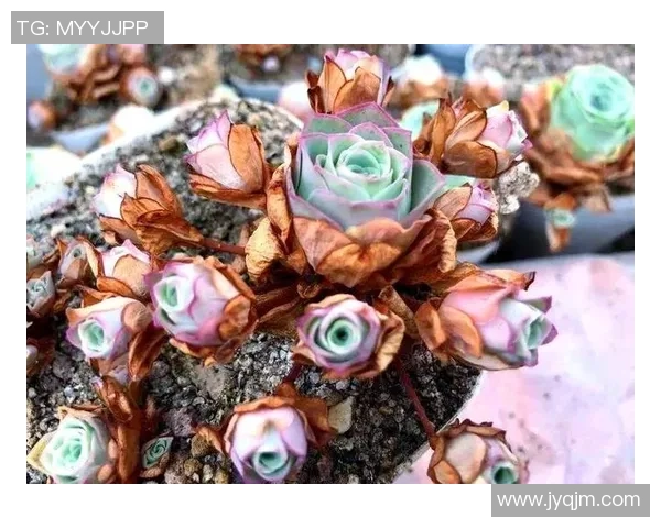 戴绑头巾的英格兰足球明星有哪些独特风采与故事